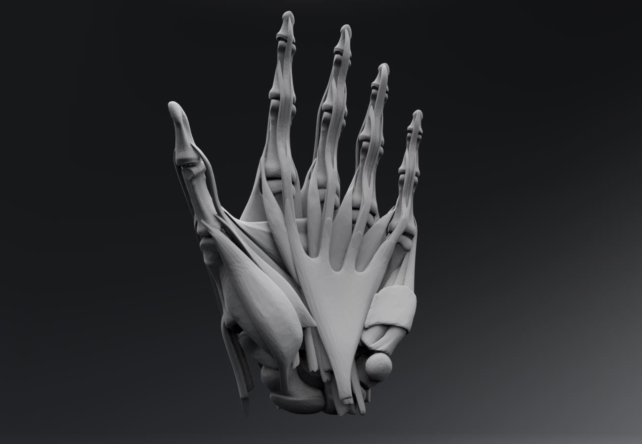 Human Hand Muscles 3D print model_2