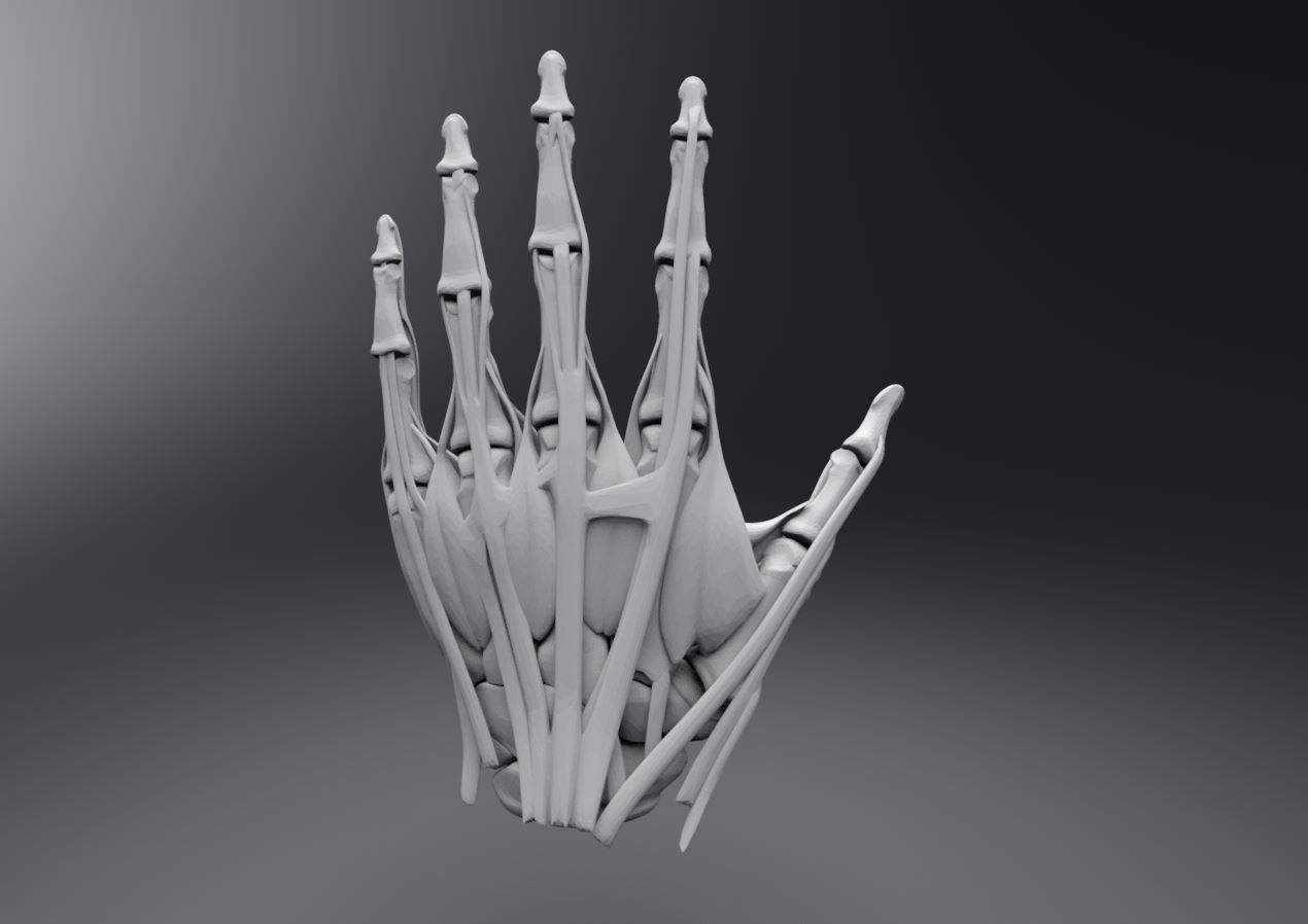Human Hand Muscles 3D print model_1