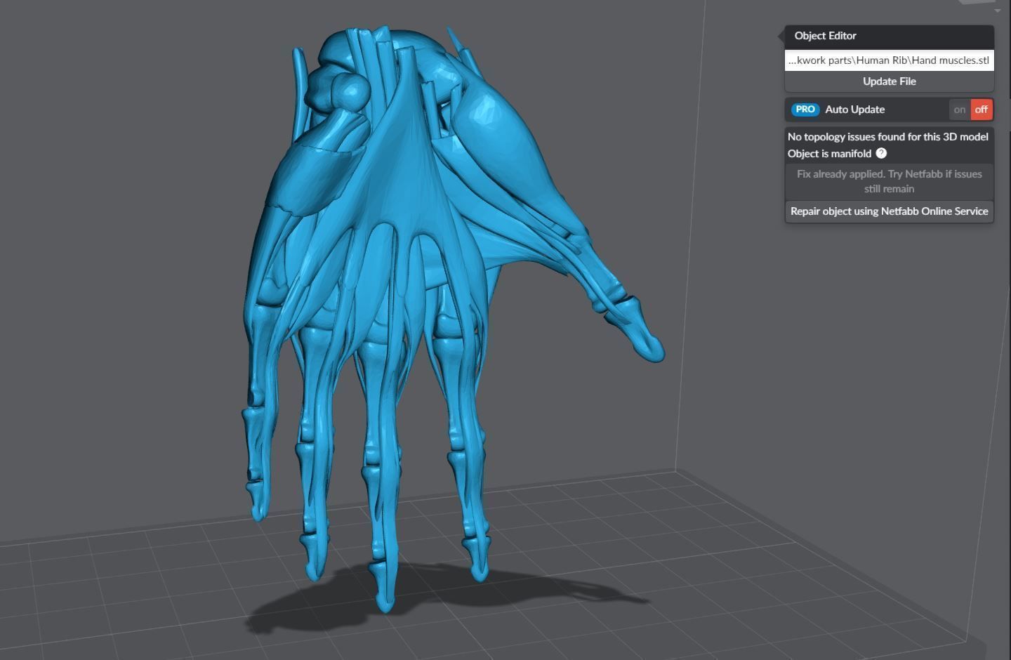 Human Hand Muscles 3D print model_6