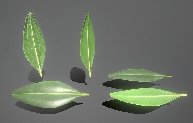 Boxwood Leaf Low-Poly Version Low-poly 3D model