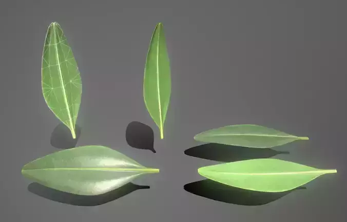 Boxwood Leaf Low-Poly Version Low-poly 3D model