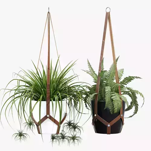 Cofield hanging planter with two plants