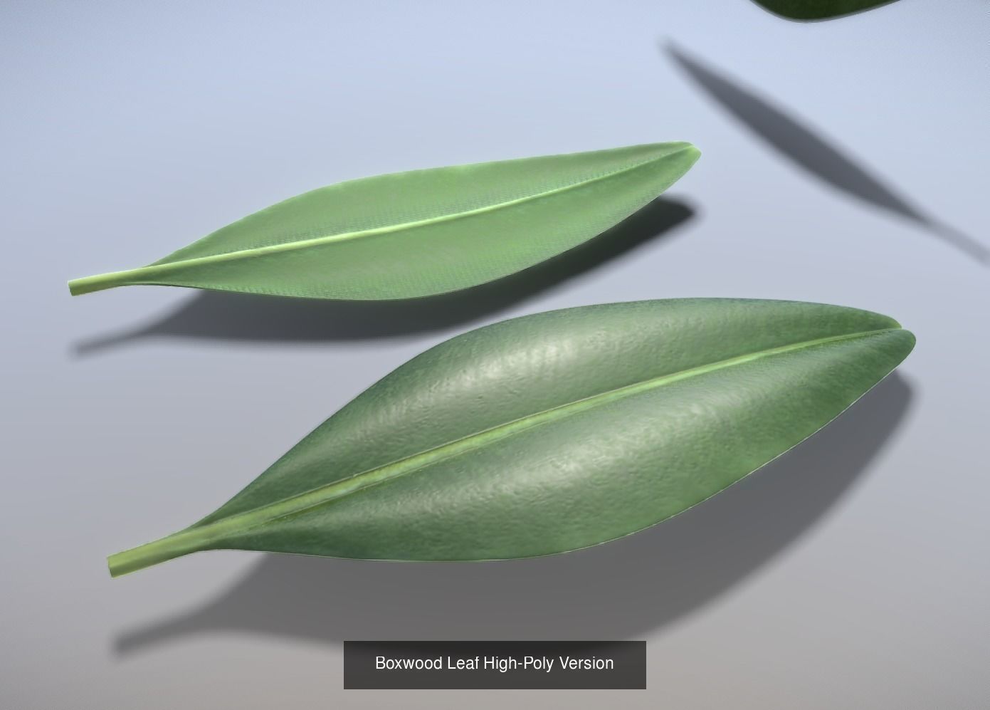 Boxwood Leaf Low and High-Poly Version 3D Model Collection_3
