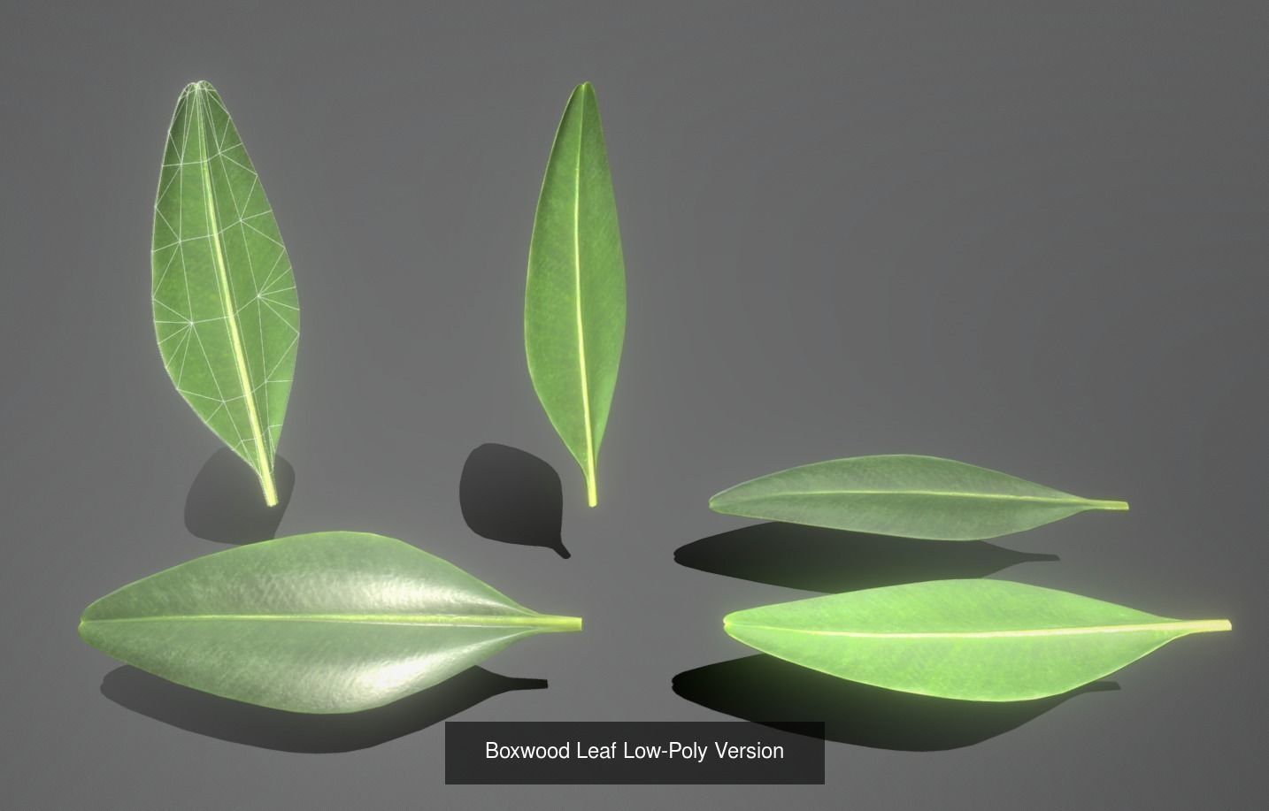 Boxwood Leaf Low and High-Poly Version 3D Model Collection_4