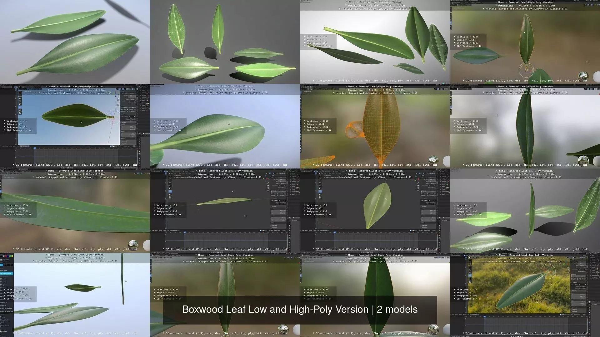 Boxwood Leaf Low and High-Poly Version 3D Model Collection_0