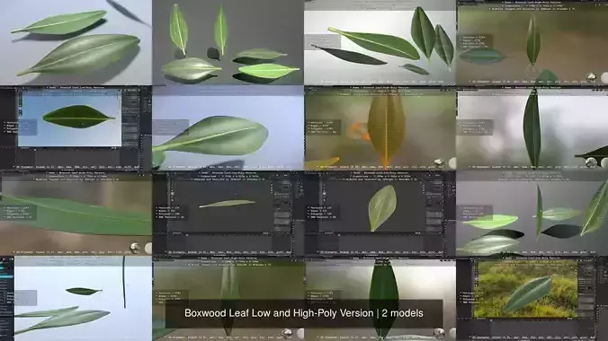 Boxwood Leaf Low and High-Poly Version 3D Model Collection