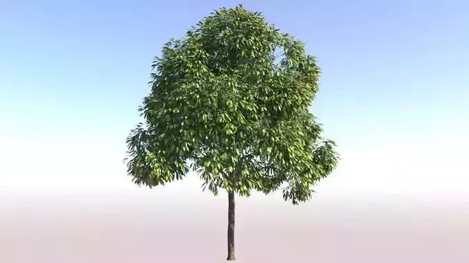Mango Tree Growfx with Animation 100 frame Loop 3D model