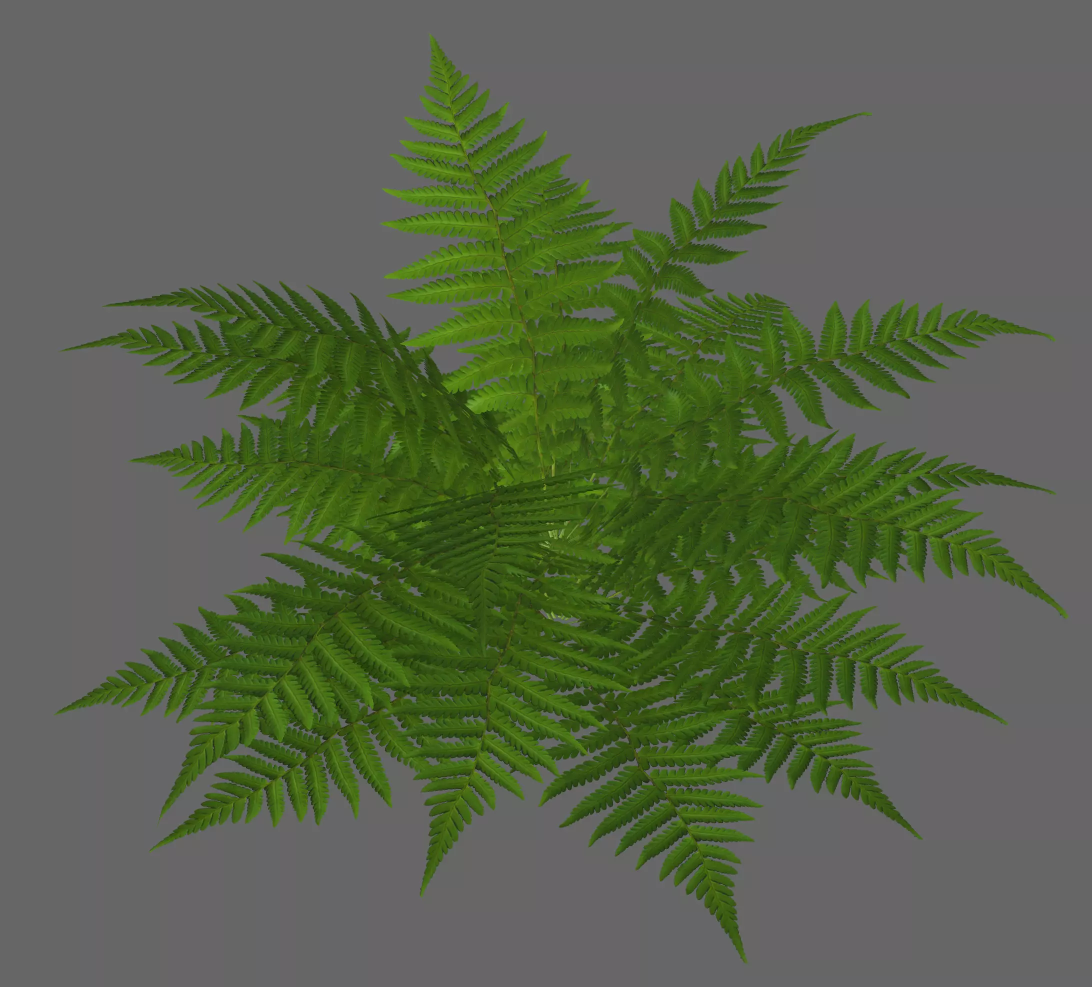 Tropical fern game-ready Low-poly 3D model_0
