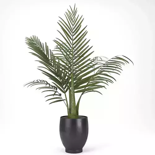 palm plant