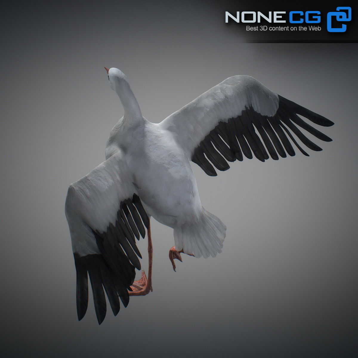 Animated Stork 3D model_10