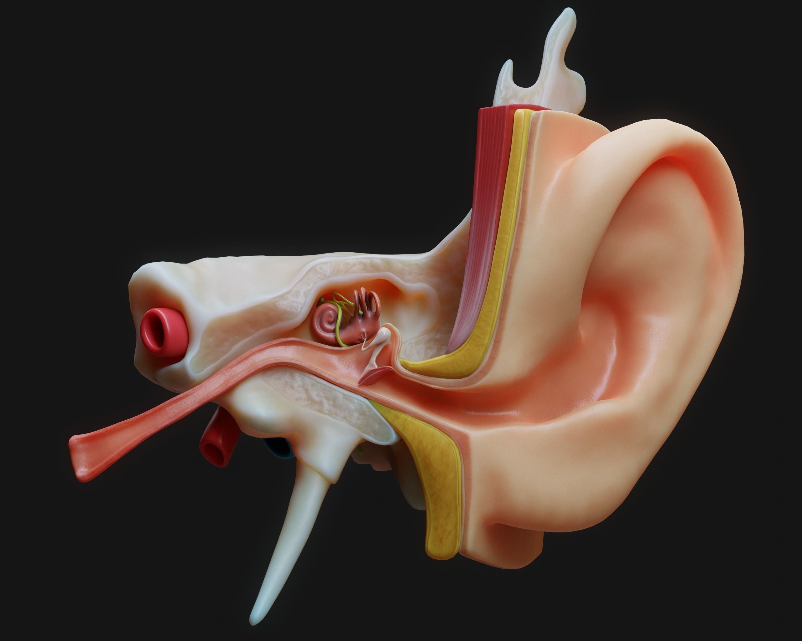 Ear Structure Anatomy Section 3D model_2