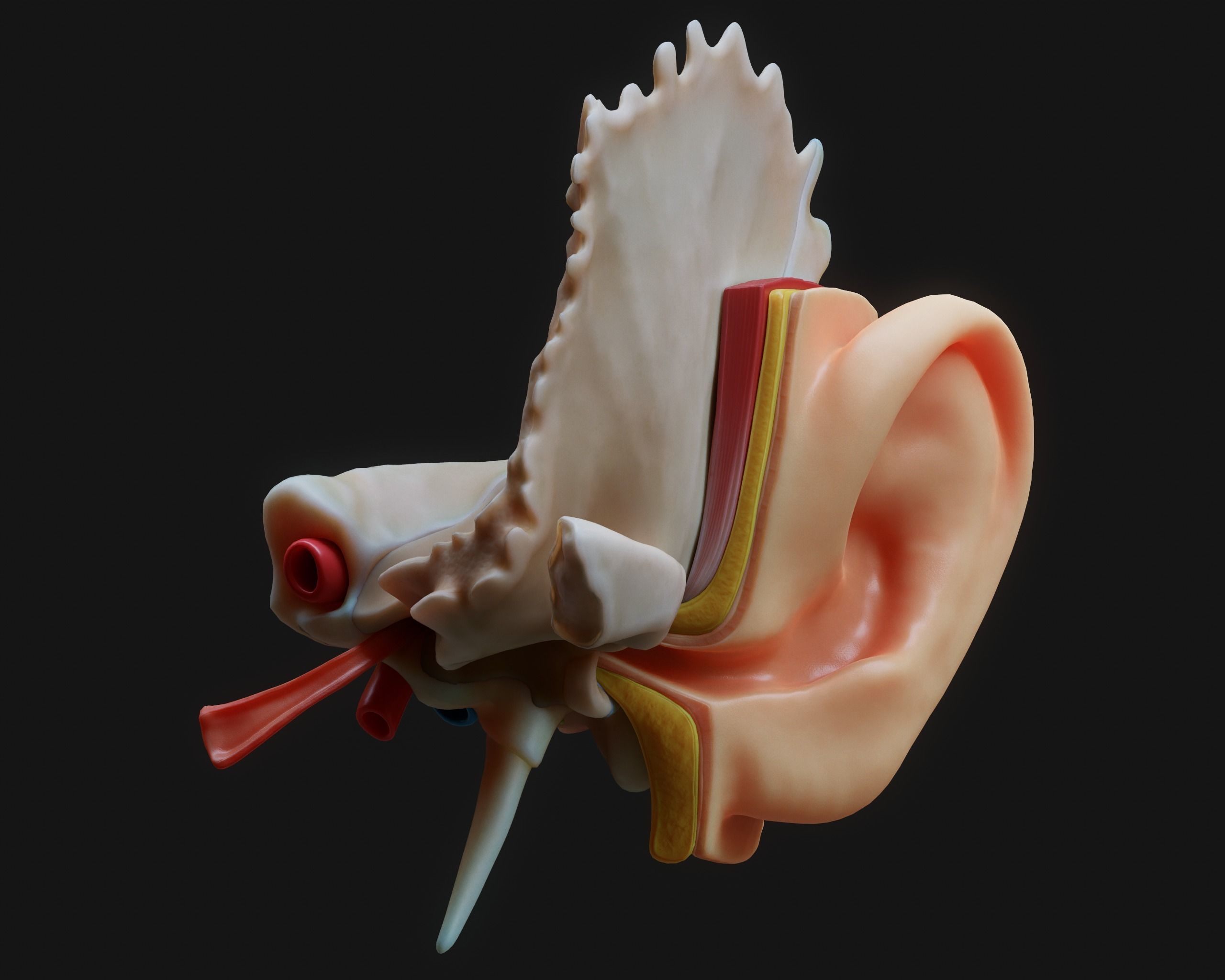 Ear Structure Anatomy Section 3D model_1