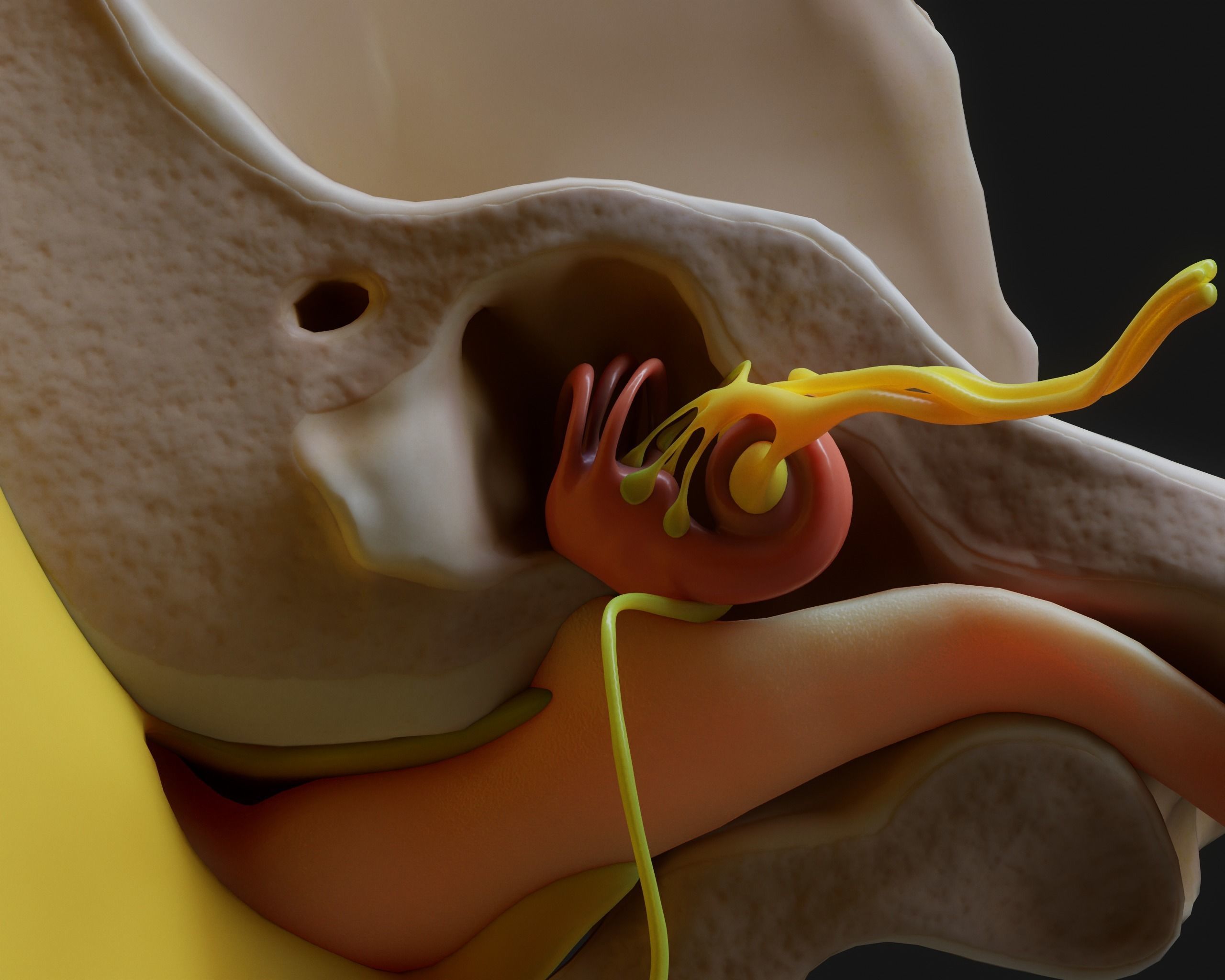 Ear Structure Anatomy Section 3D model_6