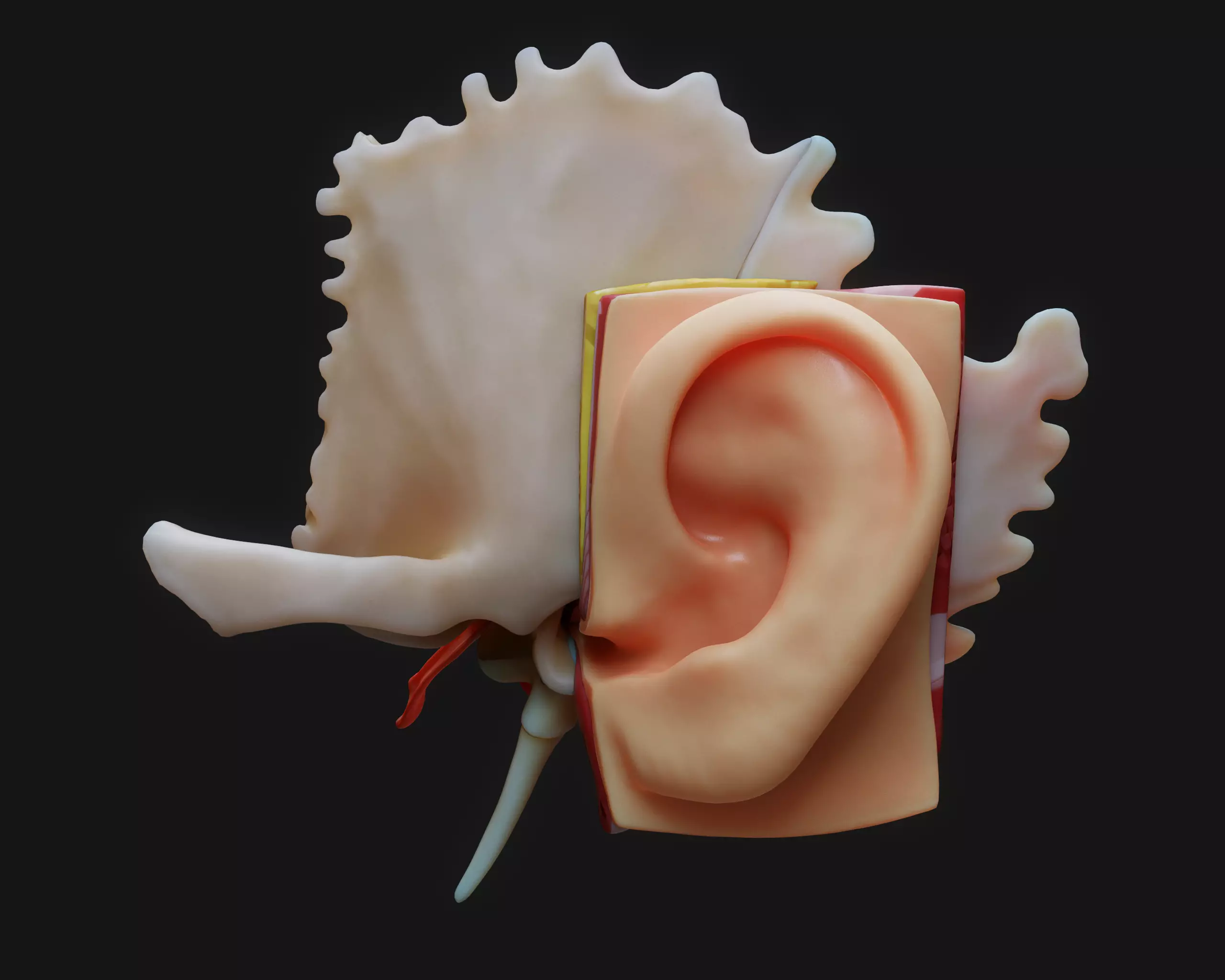 Ear Structure Anatomy Section 3D model_0