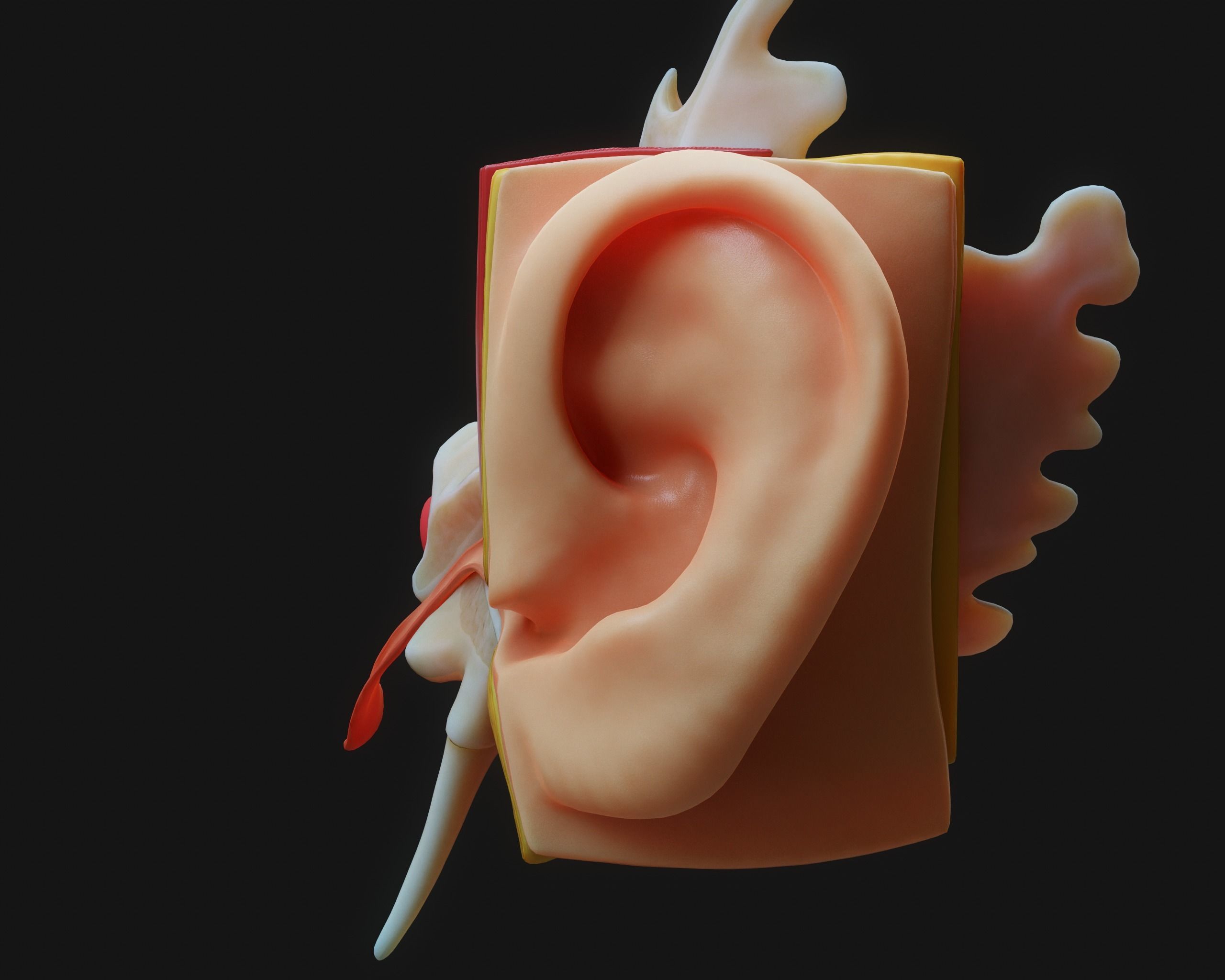 Ear Structure Anatomy Section 3D model_8