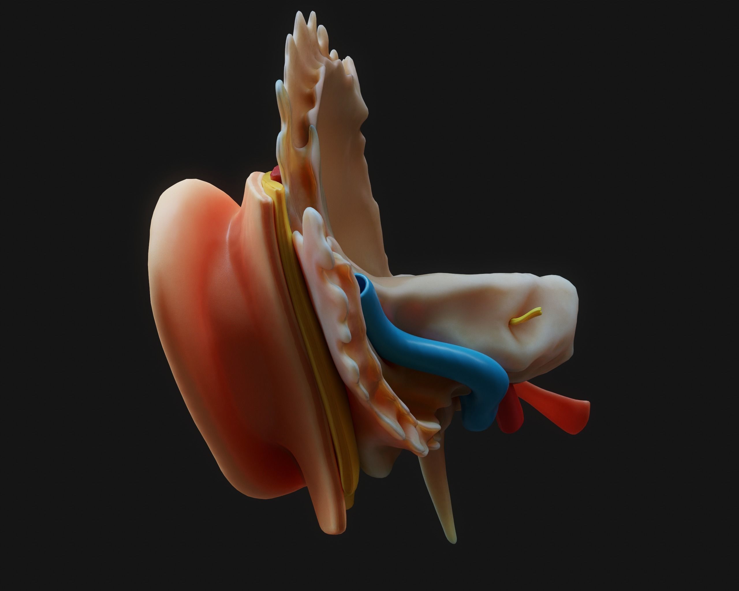 Ear Structure Anatomy Section 3D model_4