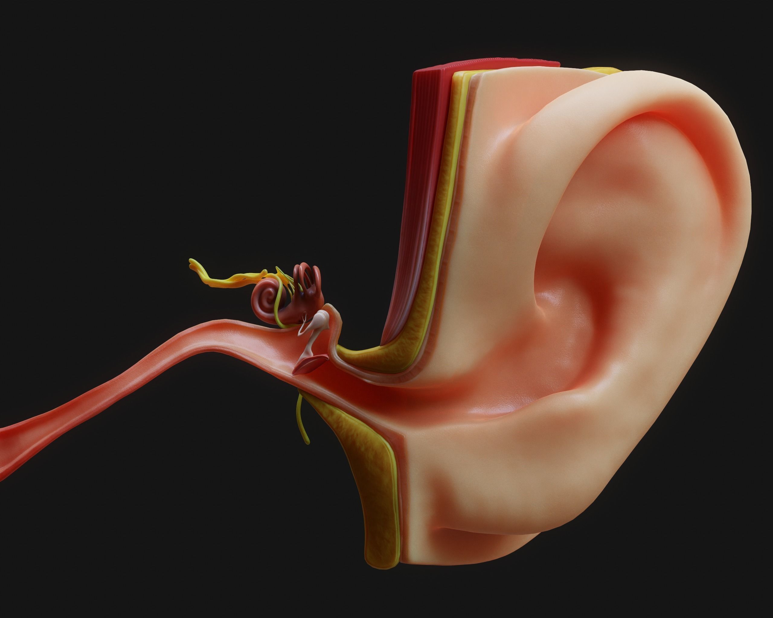 Ear Structure Anatomy Section 3D model_3