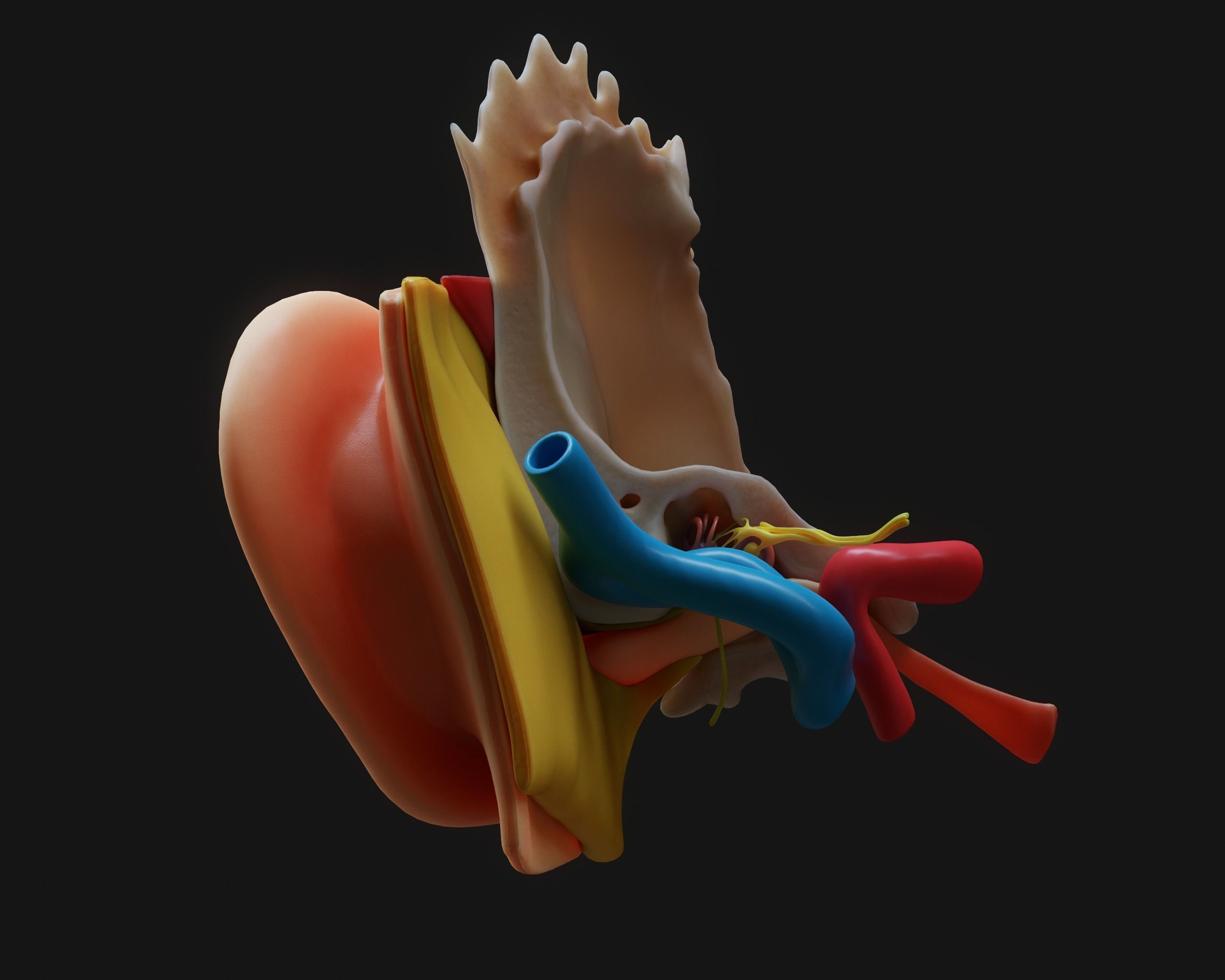 Ear Structure Anatomy Section 3D model_5