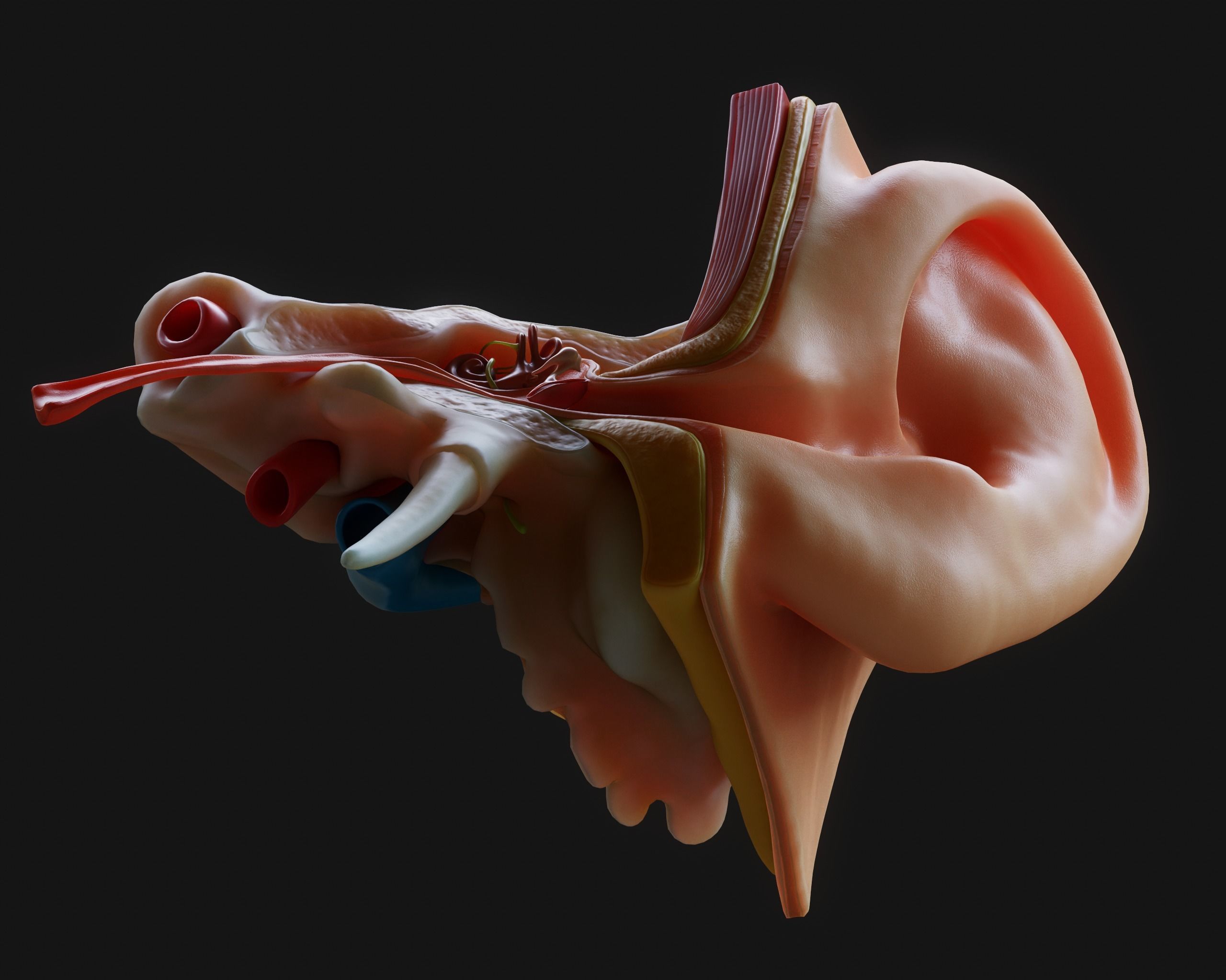 Ear Structure Anatomy Section 3D model_10