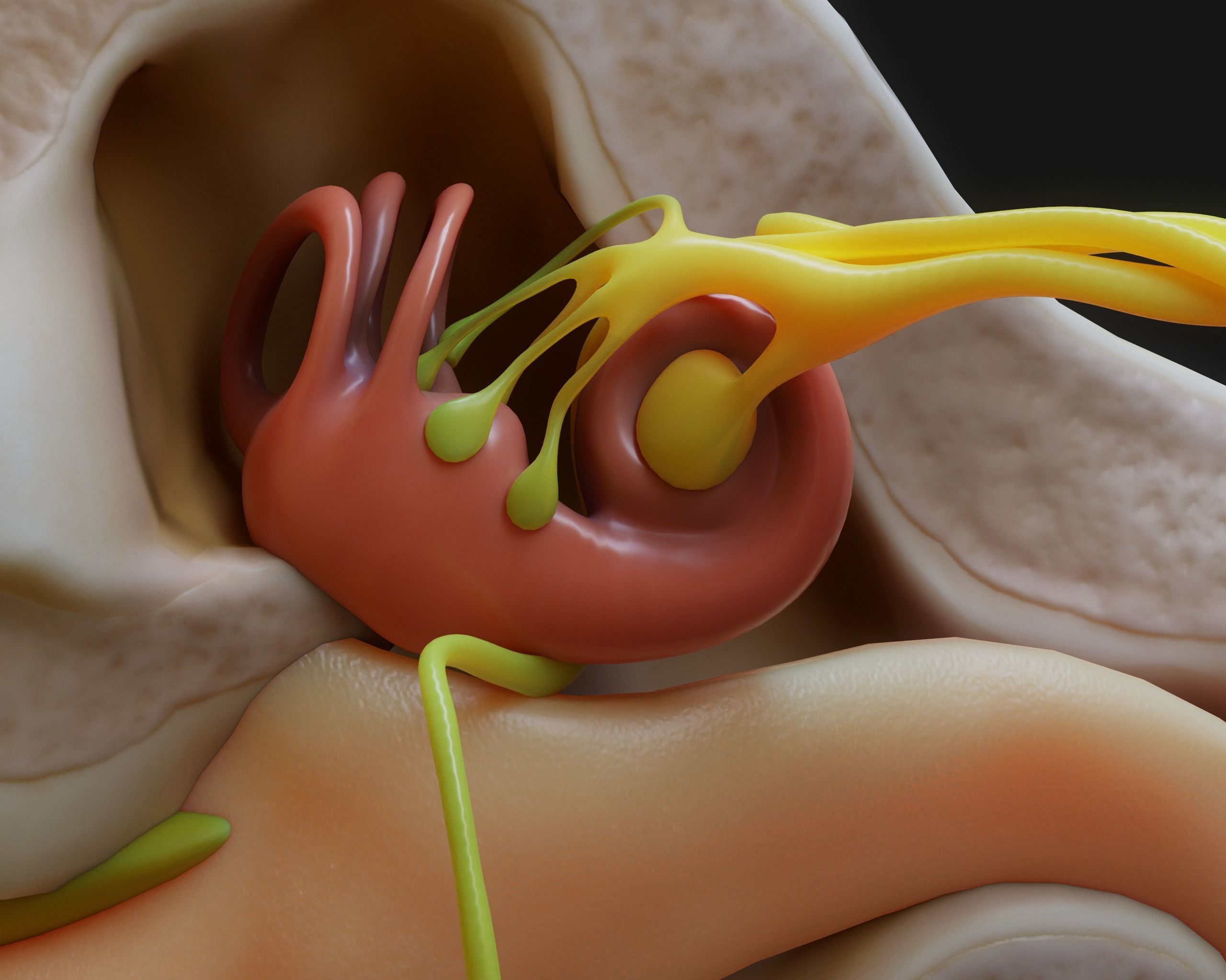 Ear Structure Anatomy Section 3D model_7
