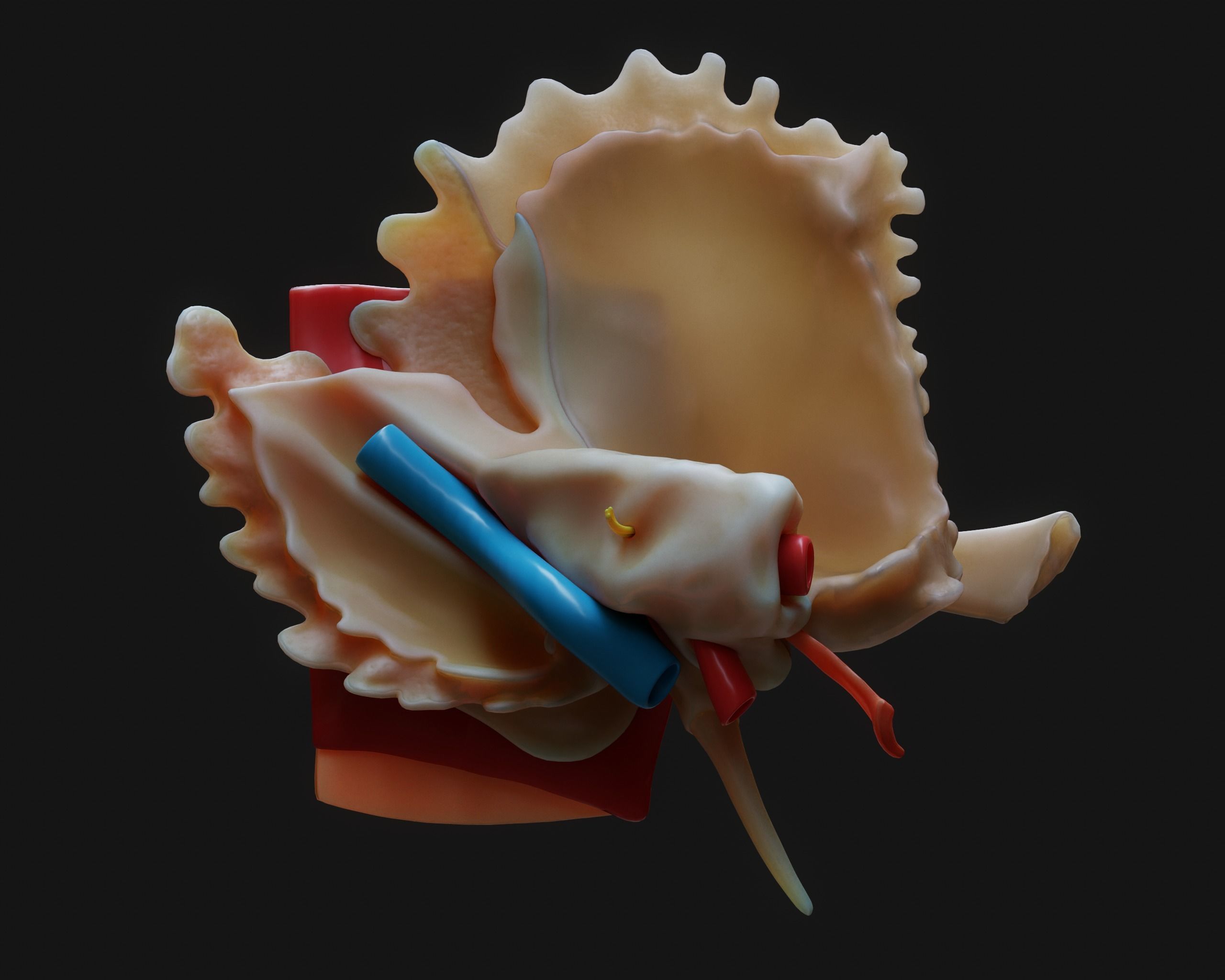 Ear Structure Anatomy Section 3D model_9