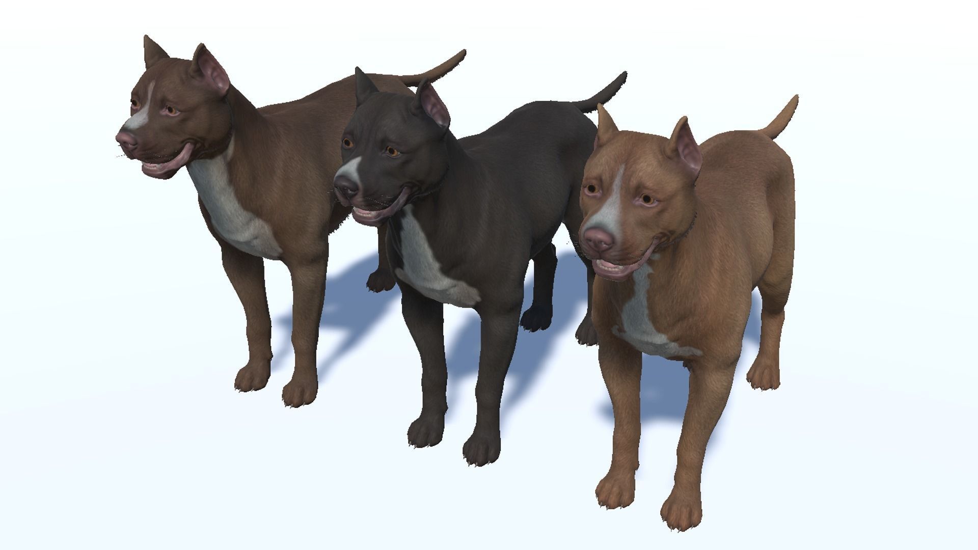 Dog - Pitbull Low-poly 3D model_10