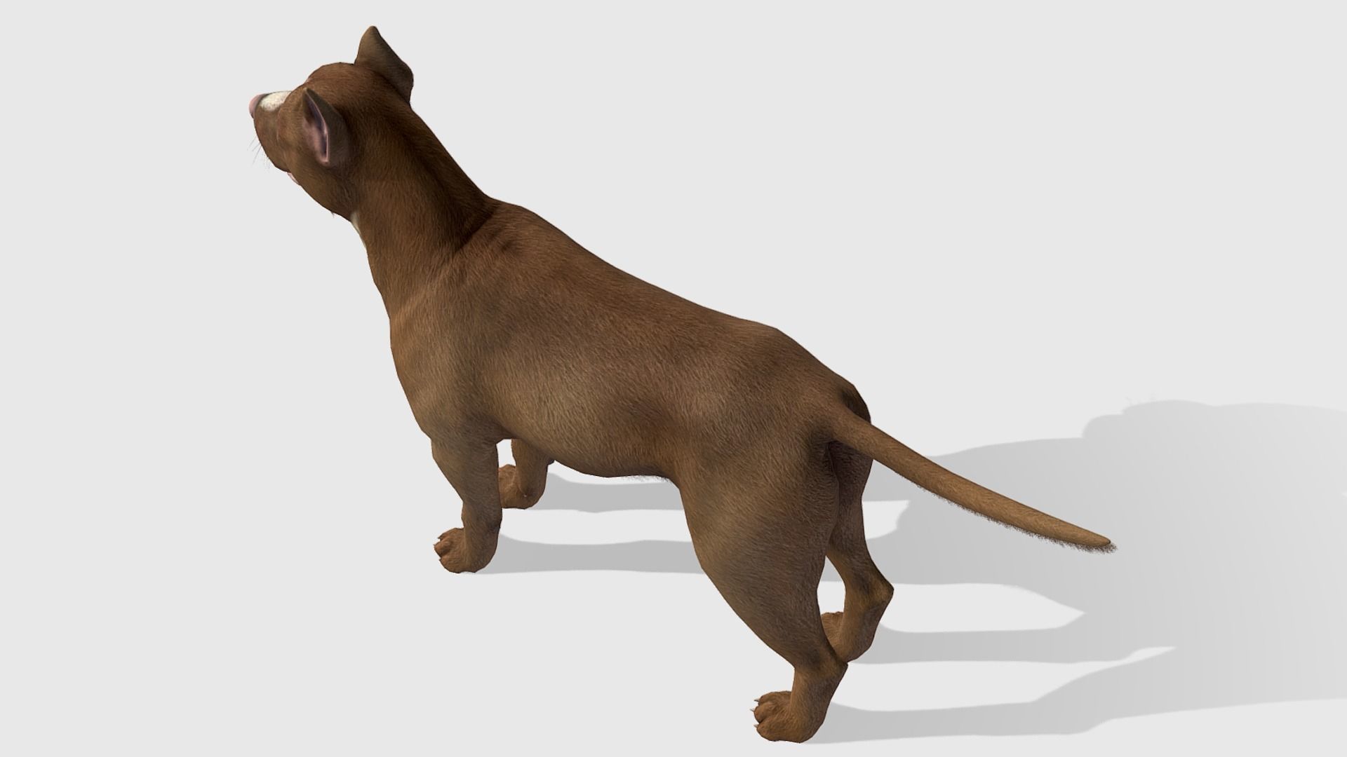 Dog - Pitbull Low-poly 3D model_5