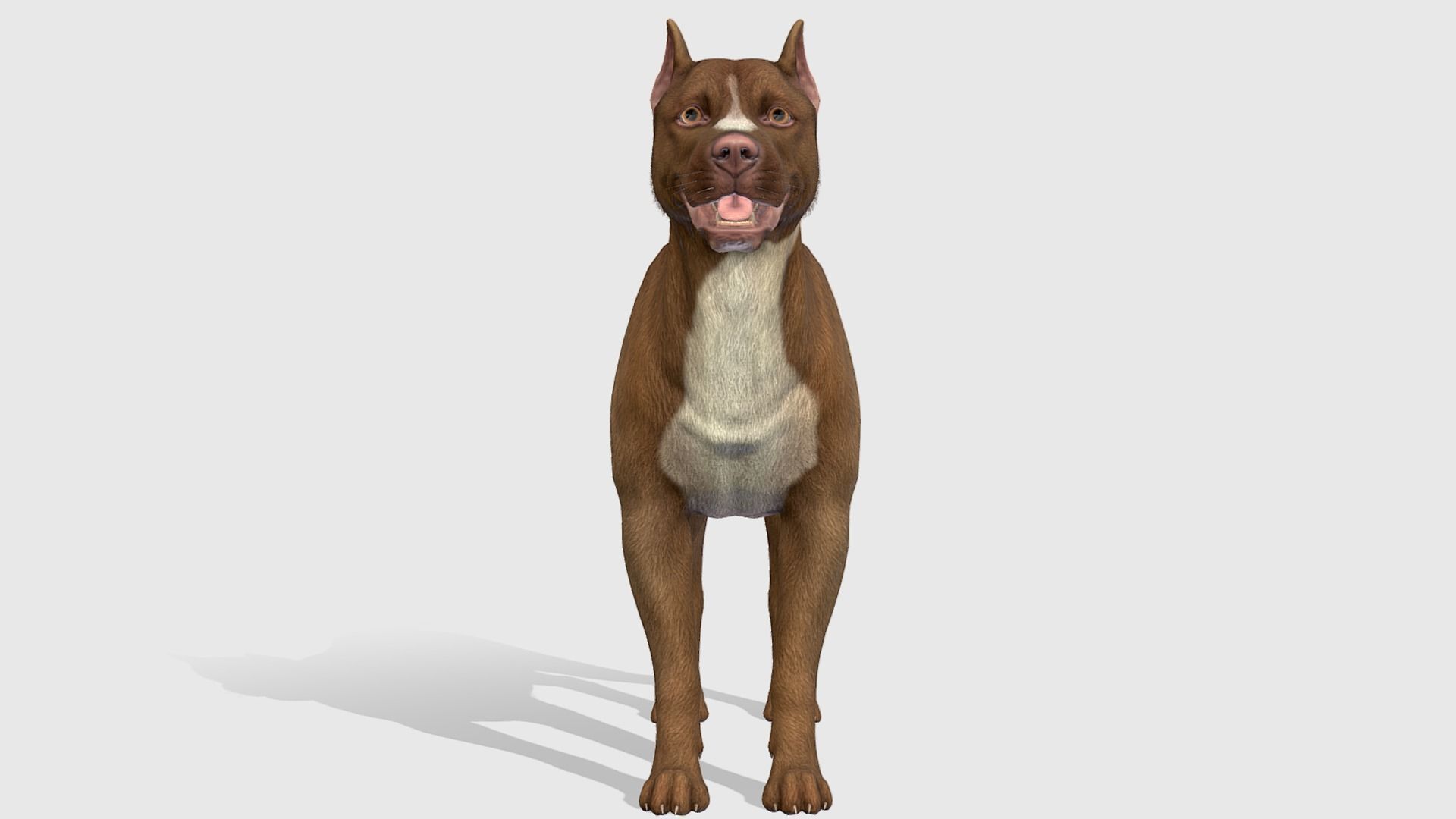 Dog - Pitbull Low-poly 3D model_3