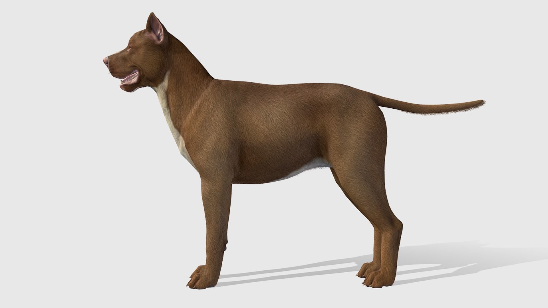 Dog - Pitbull Low-poly 3D model_2