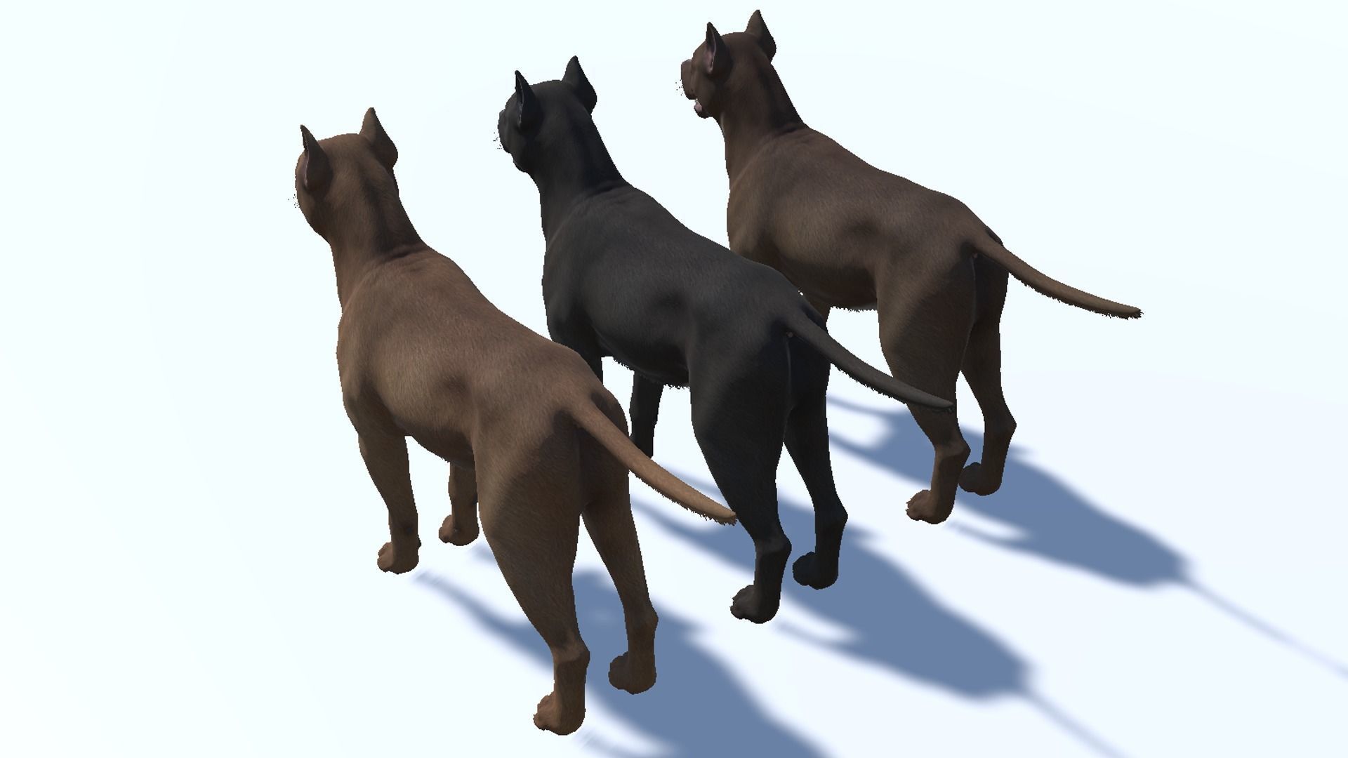 Dog - Pitbull Low-poly 3D model_12