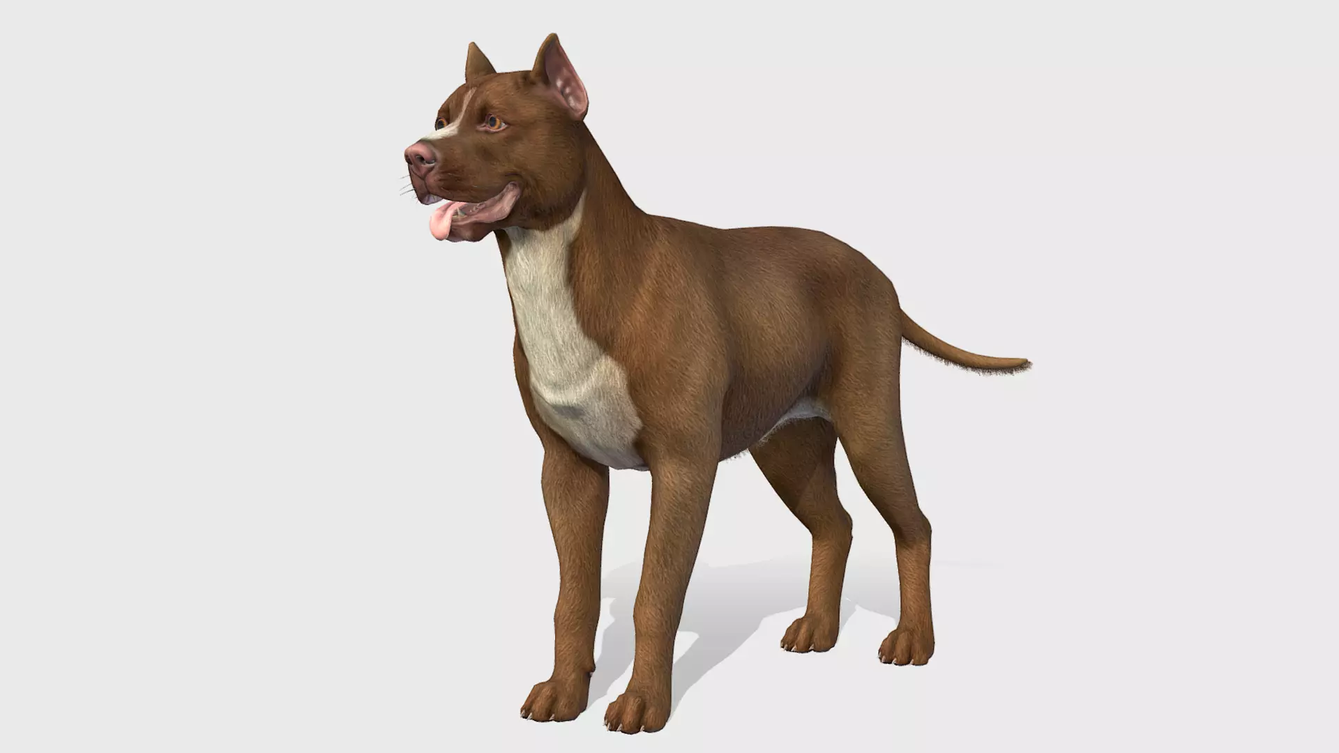 Dog - Pitbull Low-poly 3D model_0