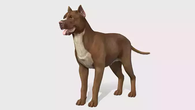 Dog - Pitbull Low-poly 3D model