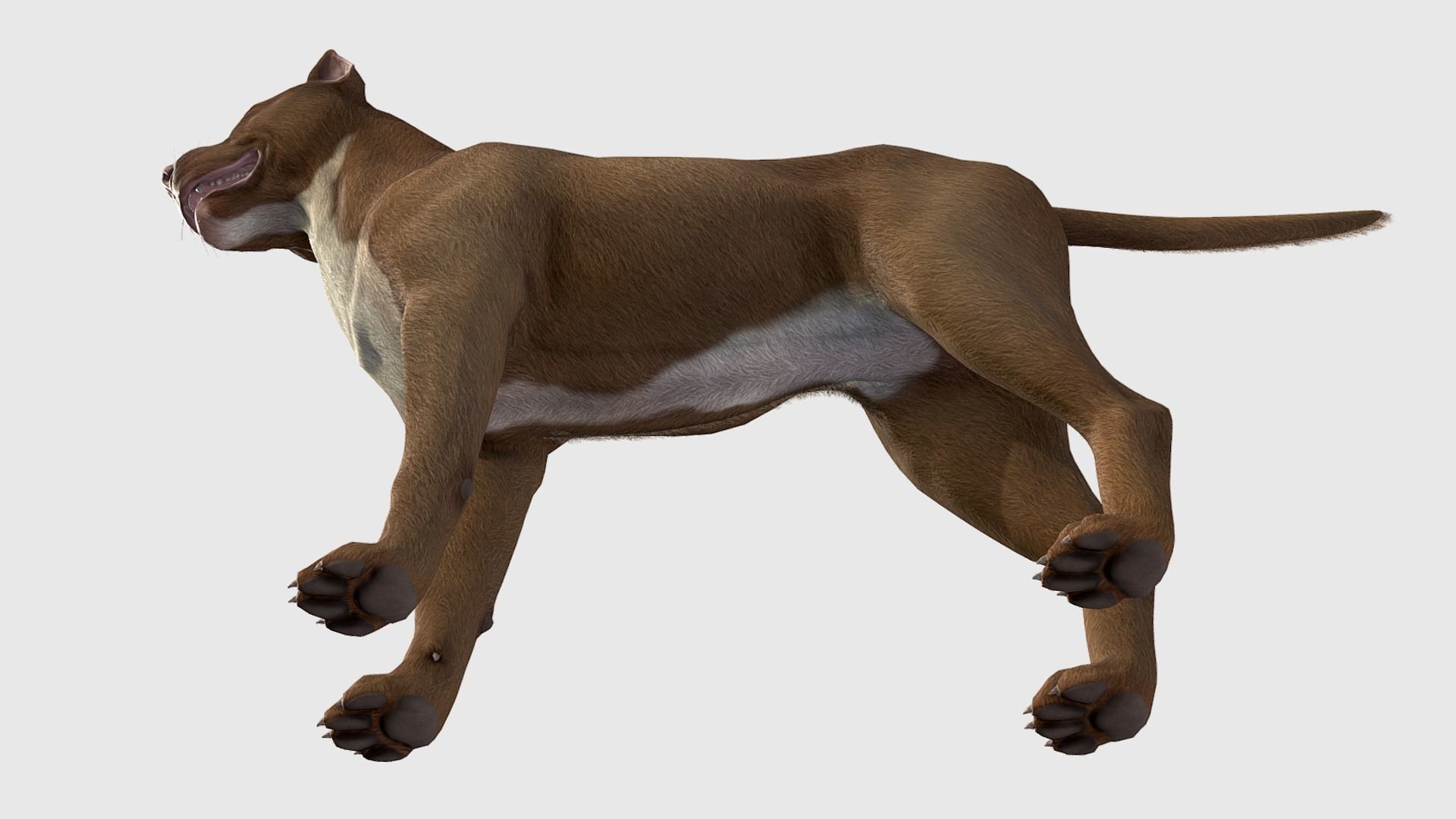Dog - Pitbull Low-poly 3D model_6