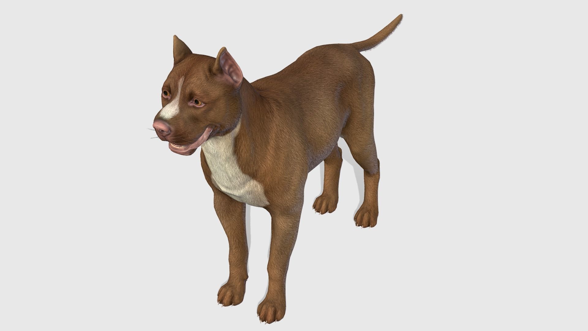 Dog - Pitbull Low-poly 3D model_4