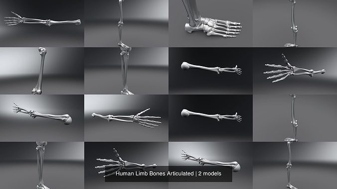 Human Limb Bones Articulated 3D Model Collection