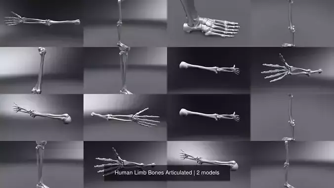 Human Limb Bones Articulated 3D Model Collection