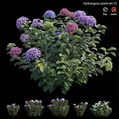 Hydrangea Plant set 33 3D model