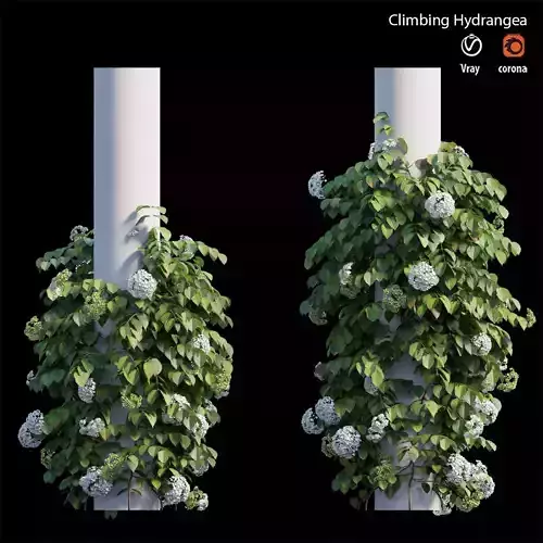 Climbing Hydrangea 3D model