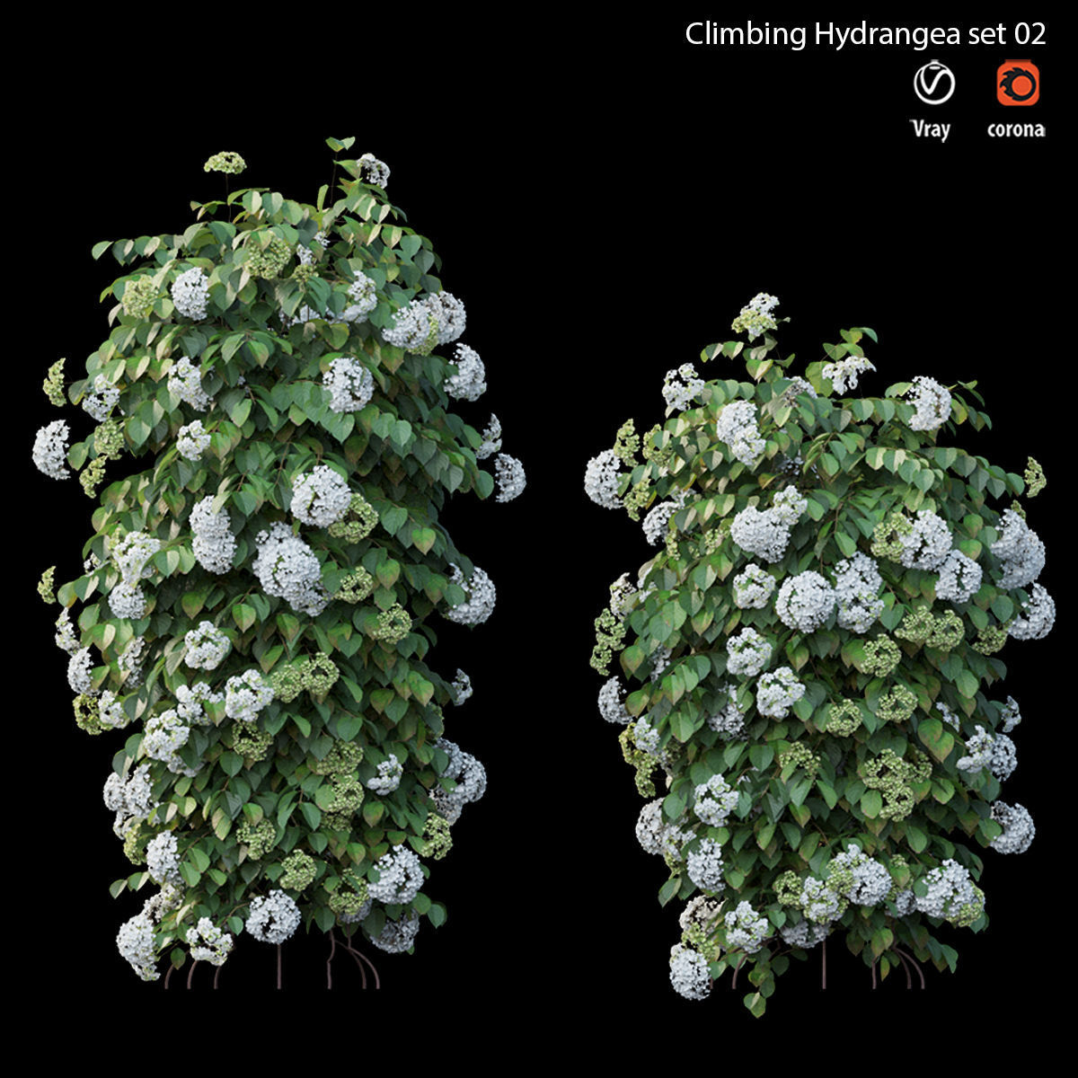 Climbing Hydrangea set 02 3D model_5