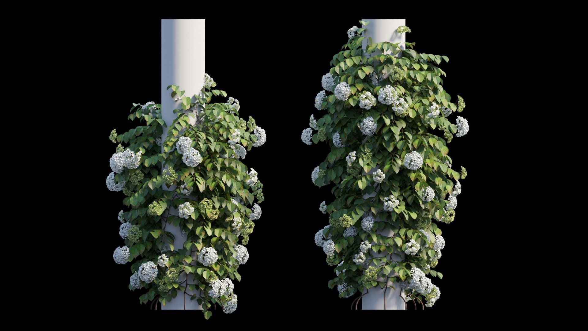 Climbing Hydrangea set 02 3D model_8