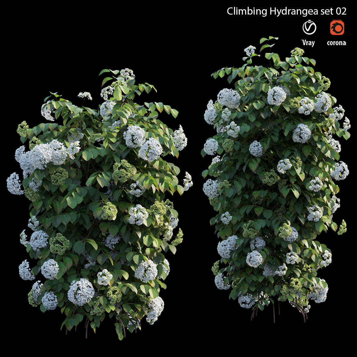 Climbing Hydrangea set 02 3D model_2