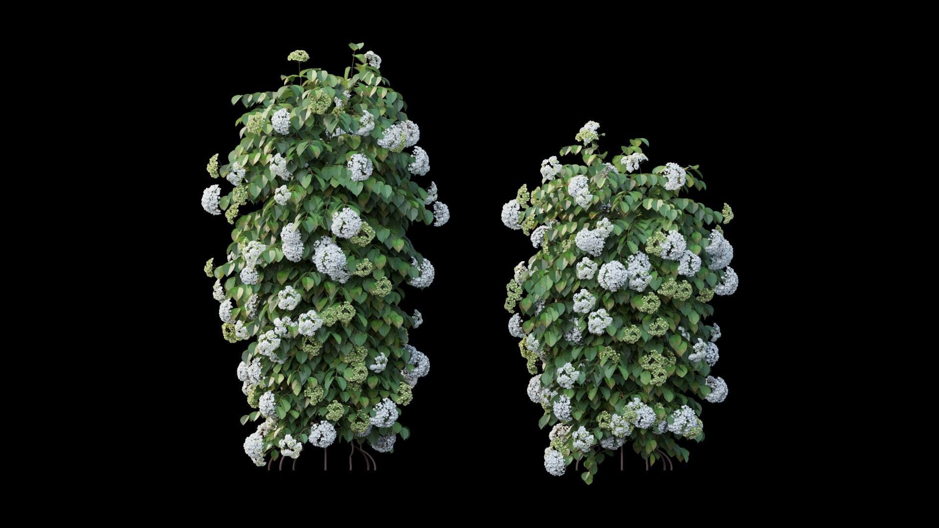 Climbing Hydrangea set 02 3D model_9