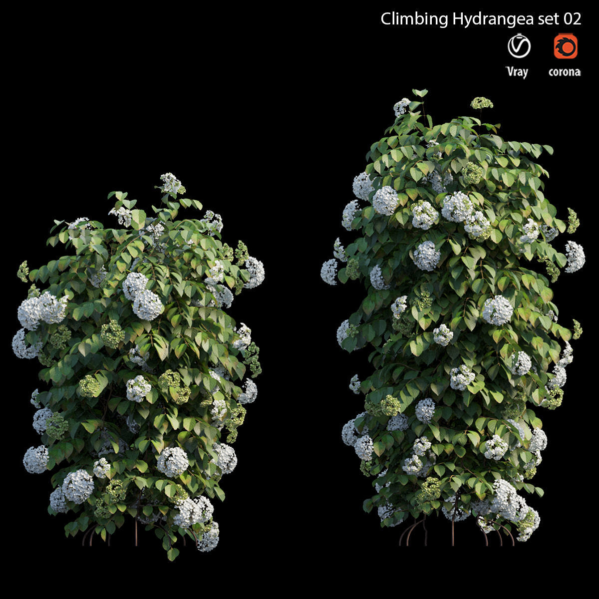 Climbing Hydrangea set 02 3D model_3