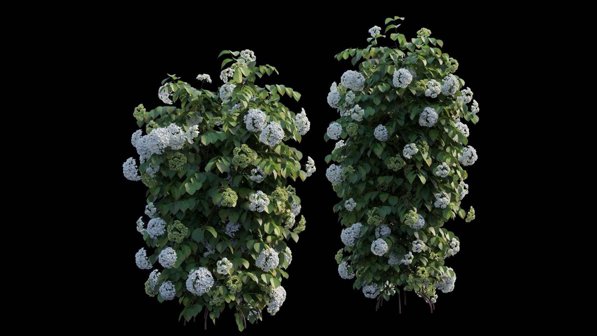 Climbing Hydrangea set 02 3D model_10