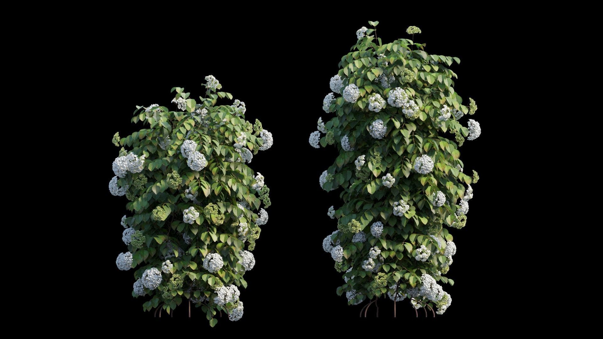 Climbing Hydrangea set 02 3D model_6
