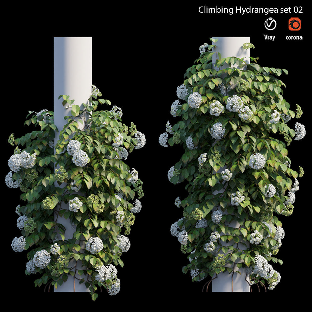 Climbing Hydrangea set 02 3D model_1