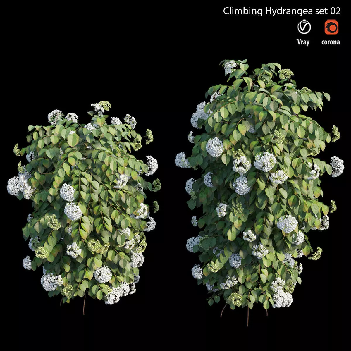 Climbing Hydrangea set 02 3D model_0