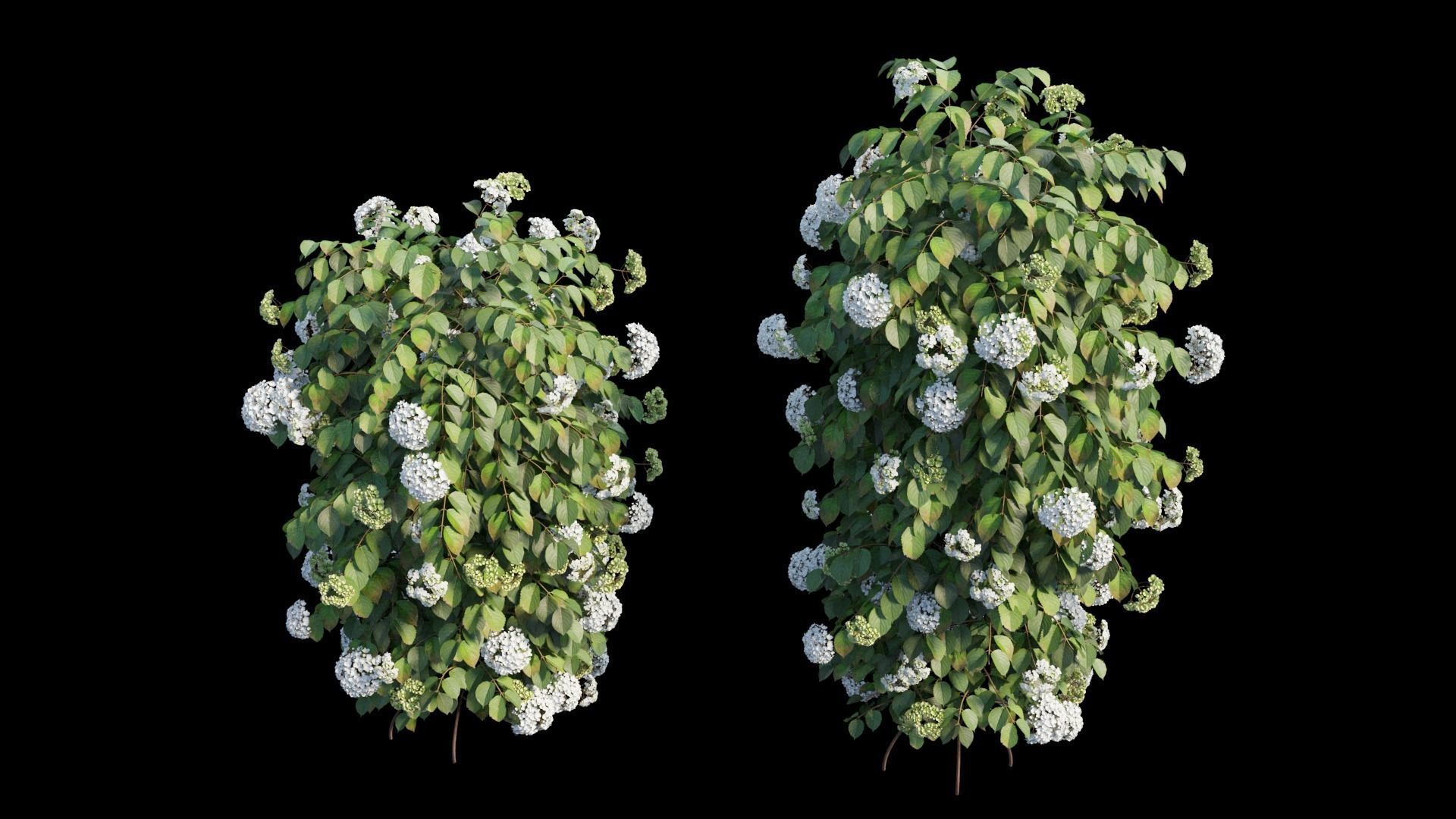 Climbing Hydrangea set 02 3D model_7