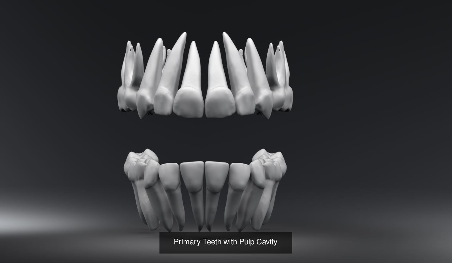 Primary and Permanent teeth with Pulp space 3D Model Collection_1
