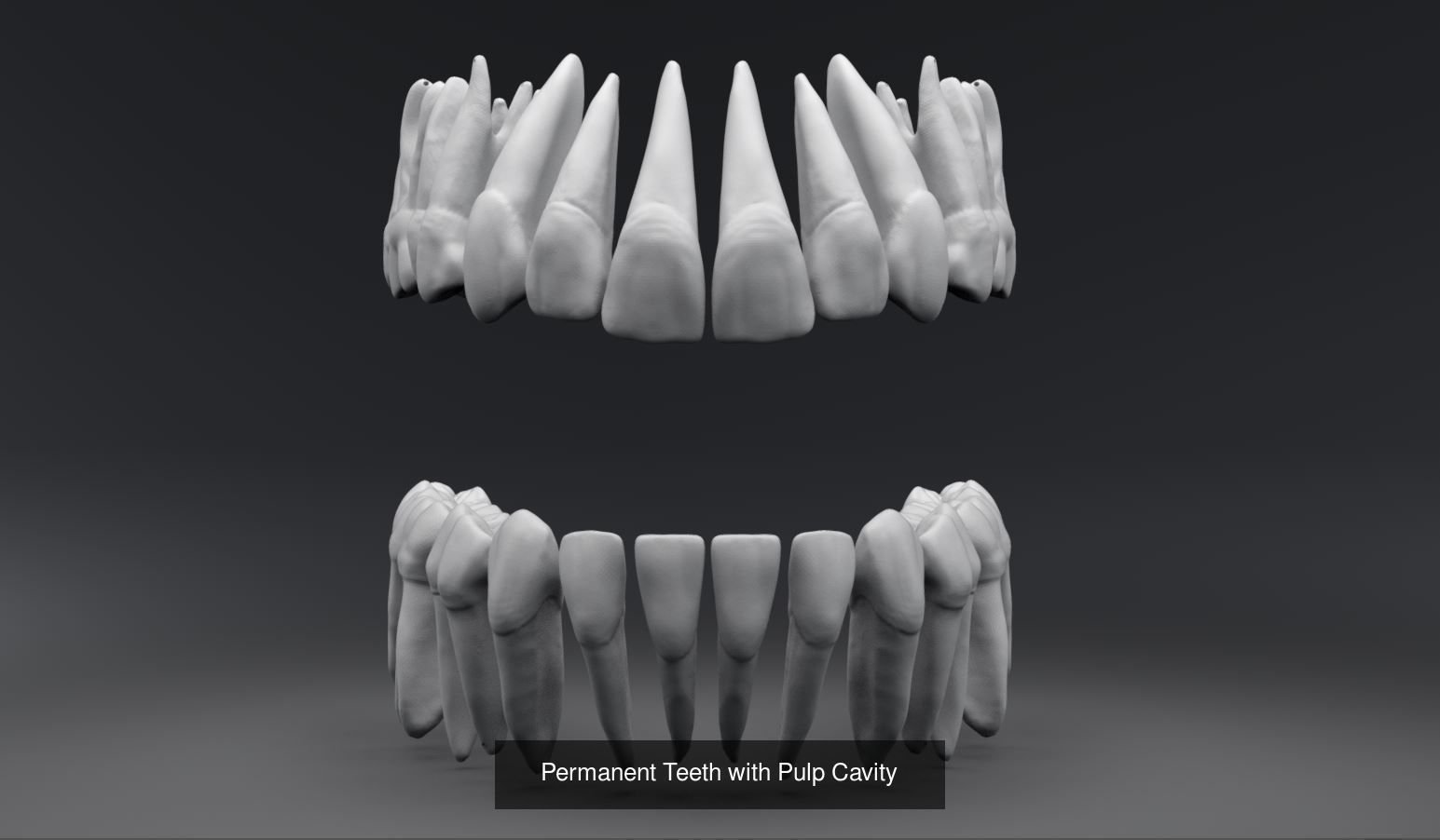 Primary and Permanent teeth with Pulp space 3D Model Collection_2